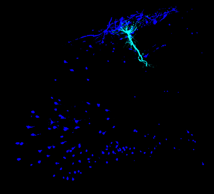 Memory grows from a single cell.png